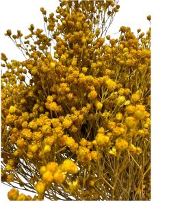 Dry yellow broom