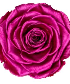 Preserved roses metallic pink