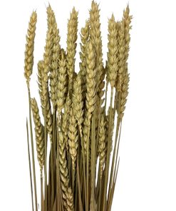Dry Wheat natural