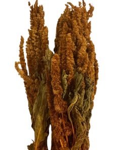 Dry Amaranthus yellow