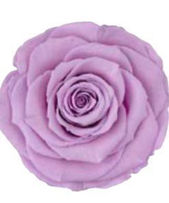 Preserved roses bright violet