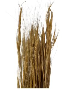 Dry brown barba